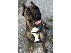 Adopt BRUNO a Mastiff