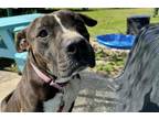 Adopt KUZCO a Pit Bull Terrier, Mixed Breed