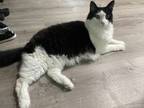 Adopt BamBam a Norwegian Forest Cat