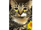 Adopt Chewy a Domestic Short Hair