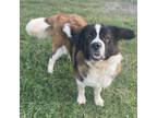 Adopt Mustache Marvin 1308 a Saint Bernard