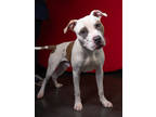 Adopt Sir Skips a Pit Bull Terrier, Mixed Breed