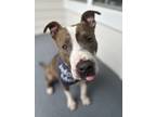 Adopt Ollie Brown a Pit Bull Terrier, Mixed Breed