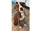 Adopt Pauley a Labrador Retriever, Boxer