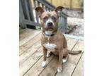 Adopt Theodore a Pit Bull Terrier, Pug