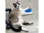 Adopt Rockie a Snowshoe, Domestic Short Hair