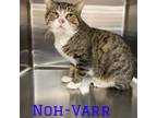 Adopt Noh-Varr a Domestic Short Hair
