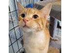 Adopt Garfield a Domestic Short Hair