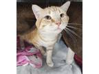 Adopt Fireball a Domestic Short Hair