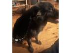 Adopt Spade *Courtesy Post* a Border Collie, German Shepherd Dog