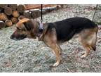 Adopt Maxey Boy a German Shepherd Dog