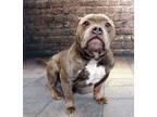 Adopt Monster a American Bully, Pit Bull Terrier