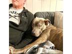 Adopt Emmett a Pit Bull Terrier