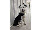 Adopt Oakley a Border Collie, Mixed Breed