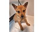 Adopt Roman a Shiba Inu, Mixed Breed