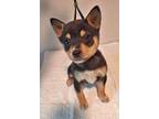 Adopt Reid a Shiba Inu, Mixed Breed