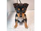 Adopt Russell a Shiba Inu, Mixed Breed