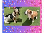 Adopt COPPER a Basset Hound