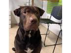 Adopt SEYMOUR a Shar-Pei, Labrador Retriever