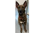 Adopt Tyson a Dutch Shepherd