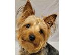 Adopt Max a Yorkshire Terrier