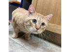 Adopt Bud - Lonely Hearts Club a Domestic Short Hair