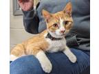 Adopt Bruno a Domestic Short Hair