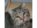 Adopt Ziggy Marley a Maine Coon, Domestic Long Hair