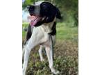 Adopt Winston a Labrador Retriever