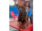 Adopt MANNY a Pit Bull Terrier