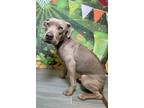 Adopt Pan a Weimaraner, Terrier