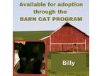 Adopt BILLY BARN CAT a Domestic Short Hair