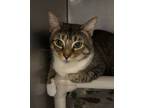 Adopt Toasty (with Walnut) a Domestic Short Hair