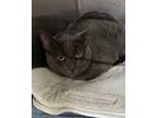 Adopt Chirpy a Domestic Short Hair