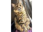 Adopt Chester (with Can) a Domestic Medium Hair
