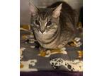 Adopt Can (with Chester) a Domestic Short Hair