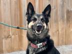 Adopt Echo a German Shepherd Dog