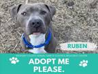 Adopt RUBEN a Pit Bull Terrier
