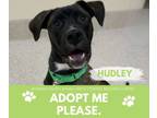 Adopt HUDLEY a Pit Bull Terrier, Mixed Breed