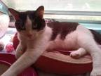 Adopt HASHBROWN a Domestic Short Hair