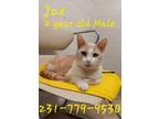 Adopt JAX a Domestic Short Hair