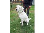 Adopt Charles - foster or adopter needed a Labrador Retriever, Great Pyrenees