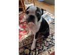 Adopt Speck a Boston Terrier