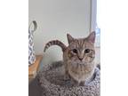 Adopt Nutter Butter a Domestic Short Hair