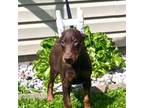 Doberman Pinscher Puppy for sale in Irwin, PA, USA