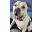 Adopt Baymax a Pit Bull Terrier