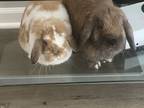 Adopt Penny & Honey a Lop Eared