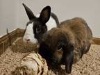 Adopt Theo & Autumn a Lop Eared