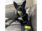 Adopt Cooper aka Squirrel a German Shepherd Dog