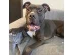 Adopt King a Pit Bull Terrier